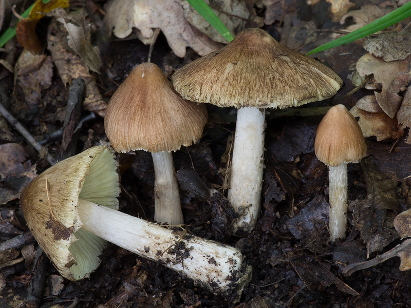 Inocybe perlata